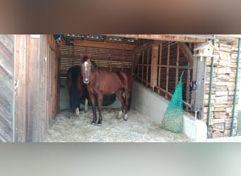 Österreichisches Warmblut, Stute, 18 Jahre, 165 cm, Dunkelfuchs