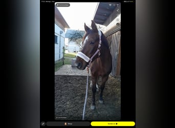 Österreichisches Warmblut, Stute, 18 Jahre, 165 cm, Dunkelfuchs
