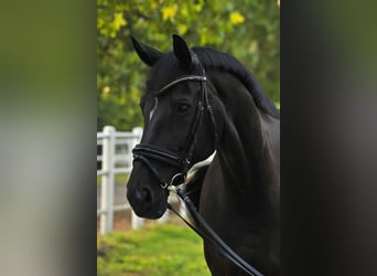 Österreichisches Warmblut, Stute, 18 Jahre, 176 cm, Rappe