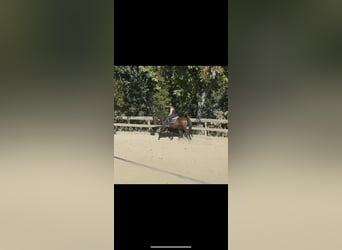 Österreichisches Warmblut, Stute, 18 Jahre