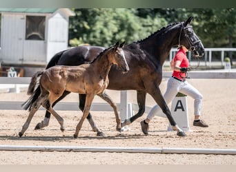 Österreichisches Warmblut, Stute, 1 Jahr, 145 cm, Brauner