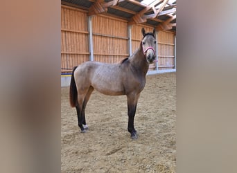 Österreichisches Warmblut, Stute, 1 Jahr, 168 cm, Buckskin