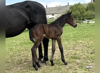 Österreichisches Warmblut, Stute, 1 Jahr, 168 cm, Dunkelbrauner