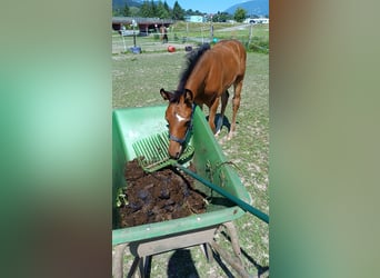 Österreichisches Warmblut, Stute, 1 Jahr, 170 cm, Brauner