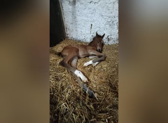 Österreichisches Warmblut, Stute, 1 Jahr, 170 cm, Brauner