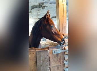 Österreichisches Warmblut, Stute, 1 Jahr, 170 cm, Brauner