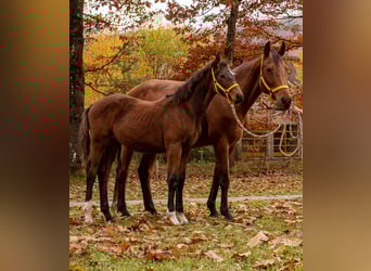 Österreichisches Warmblut, Stute, 1 Jahr, 170 cm, Brauner