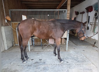 Österreichisches Warmblut, Stute, 1 Jahr, 170 cm, Brauner
