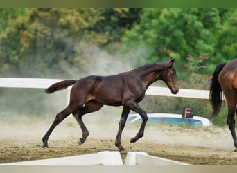 Österreichisches Warmblut, Stute, 1 Jahr, 170 cm, Dunkelbrauner
