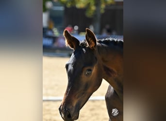 Österreichisches Warmblut, Stute, 1 Jahr, 170 cm, Dunkelbrauner