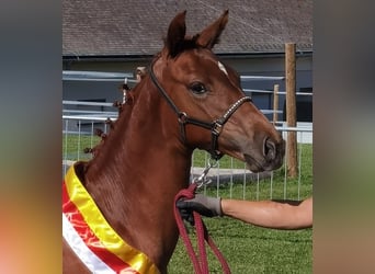 Österreichisches Warmblut, Stute, 1 Jahr, 170 cm, Fuchs