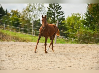 Österreichisches Warmblut, Stute, 1 Jahr, 172 cm, Dunkelfuchs