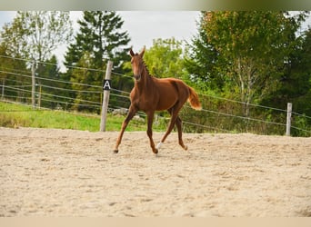 Österreichisches Warmblut, Stute, 1 Jahr, 172 cm, Dunkelfuchs