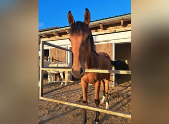 Österreichisches Warmblut, Stute, 1 Jahr, Brauner