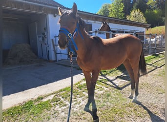 Österreichisches Warmblut, Stute, 1 Jahr, Brauner