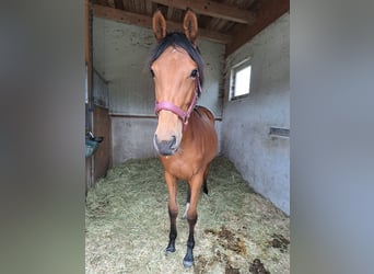 Österreichisches Warmblut, Stute, 1 Jahr, Brauner