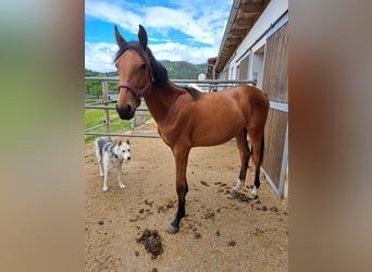 Österreichisches Warmblut, Stute, 1 Jahr, Brauner