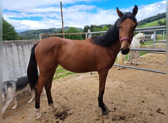 Österreichisches Warmblut, Stute, 1 Jahr, Brauner