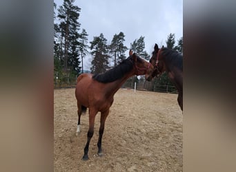 Österreichisches Warmblut, Stute, 1 Jahr, Brauner