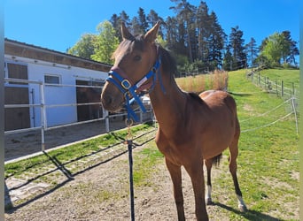 Österreichisches Warmblut, Stute, 1 Jahr, Brauner