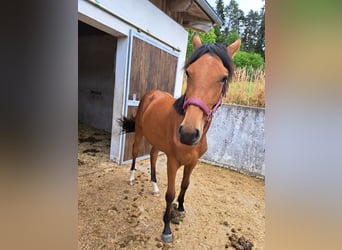 Österreichisches Warmblut, Stute, 1 Jahr, Brauner