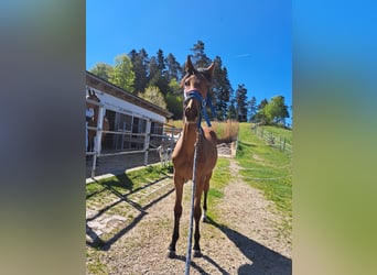Österreichisches Warmblut, Stute, 1 Jahr, Brauner