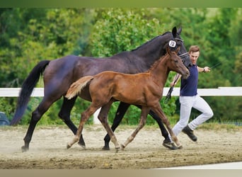 Österreichisches Warmblut, Stute, 1 Jahr, Dunkelfuchs