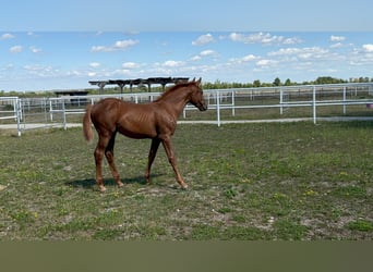 Österreichisches Warmblut, Stute, 1 Jahr, Fuchs