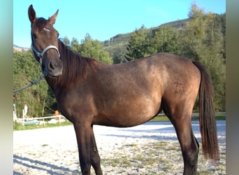 Österreichisches Warmblut, Stute, 1 Jahr, Kann Schimmel werden