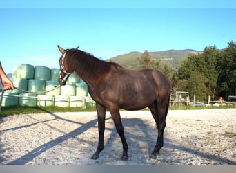 Österreichisches Warmblut, Stute, 1 Jahr, Kann Schimmel werden