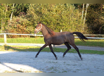 Österreichisches Warmblut, Stute, 1 Jahr, Kann Schimmel werden
