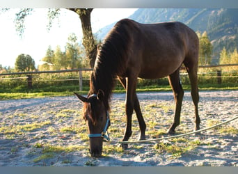 Österreichisches Warmblut, Stute, 1 Jahr, Kann Schimmel werden