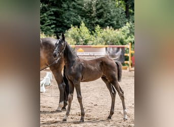 Österreichisches Warmblut, Stute, 1 Jahr, Rappe