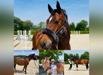 Österreichisches Warmblut, Stute, 20 Jahre, 162 cm, Brauner