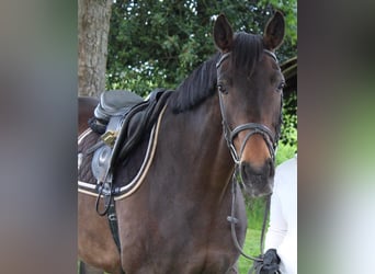 Österreichisches Warmblut, Stute, 21 Jahre, 165 cm, Dunkelbrauner