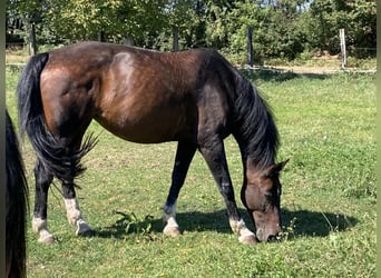 Österreichisches Warmblut, Stute, 21 Jahre, 170 cm, Brauner