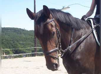 Österreichisches Warmblut, Stute, 22 Jahre, 161 cm, Dunkelbrauner