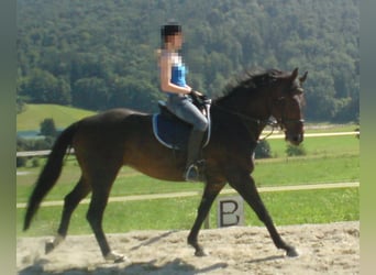 Österreichisches Warmblut, Stute, 22 Jahre, 161 cm, Dunkelbrauner