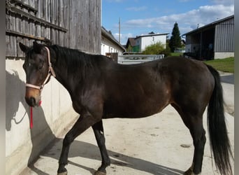 Österreichisches Warmblut, Stute, 22 Jahre, 161 cm, Dunkelbrauner