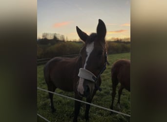 Österreichisches Warmblut, Stute, 22 Jahre, 165 cm, Brauner