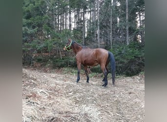 Österreichisches Warmblut, Stute, 22 Jahre, 167 cm, Brauner