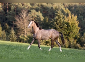 Österreichisches Warmblut, Stute, 2 Jahre, 150 cm, Braunfalbschimmel