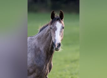 Österreichisches Warmblut, Stute, 2 Jahre, 150 cm, Braunfalbschimmel