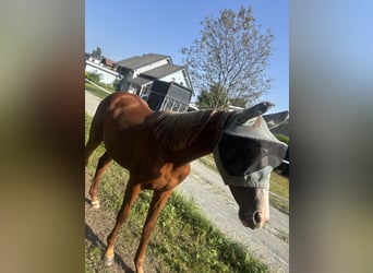 Österreichisches Warmblut, Stute, 2 Jahre, 163 cm, Fuchs