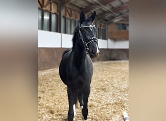 Österreichisches Warmblut, Stute, 2 Jahre, 165 cm, Rappe