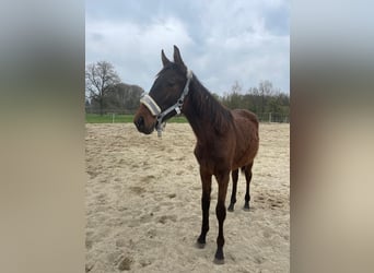 Österreichisches Warmblut, Stute, 2 Jahre, 170 cm, Brauner