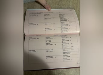 Österreichisches Warmblut, Stute, 2 Jahre, 170 cm, Brauner