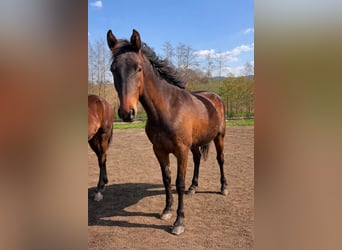 Österreichisches Warmblut, Stute, 2 Jahre, 170 cm, Brauner