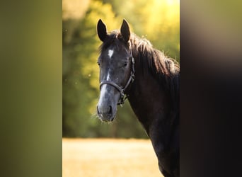 Österreichisches Warmblut, Stute, 2 Jahre, 172 cm, Kann Schimmel werden