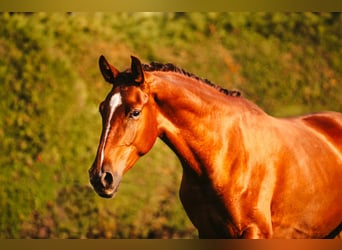 Österreichisches Warmblut, Stute, 2 Jahre, Fuchs